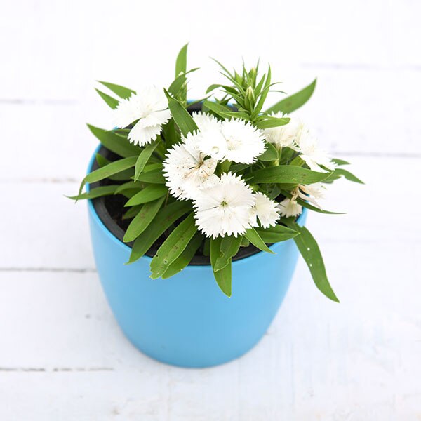 Dianthus (White) - Plant ( Buy 1 Get 1 Free )